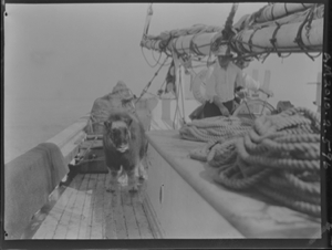 Image: Musk-ox on deck by rail. Man at wheel